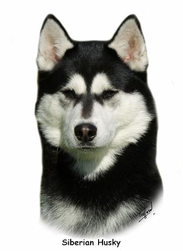 Siberian Husky 9P046D-46.jpg